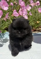 Midnight , a male Pomeranian for sale in Sacramento, CA – 1 of 5