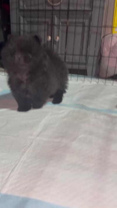 Midnight , a male Pomeranian for sale in Napa, CA – 5 of 5