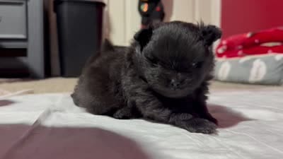 Bandit , a male Pomeranian for sale in Napa, CA – 4 of 4