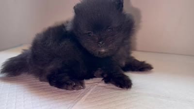 Midnight , a male Pomeranian for sale in Sacramento, CA – 4 of 5