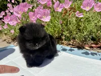 Midnight , a male Pomeranian for sale in Sacramento, CA – 3 of 5