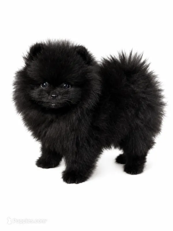 Midnight  – Pomeranian puppy for sale in Napa, CA