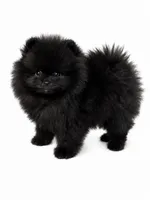 Midnight , a male Pomeranian for sale in Napa, CA – 1 of 4