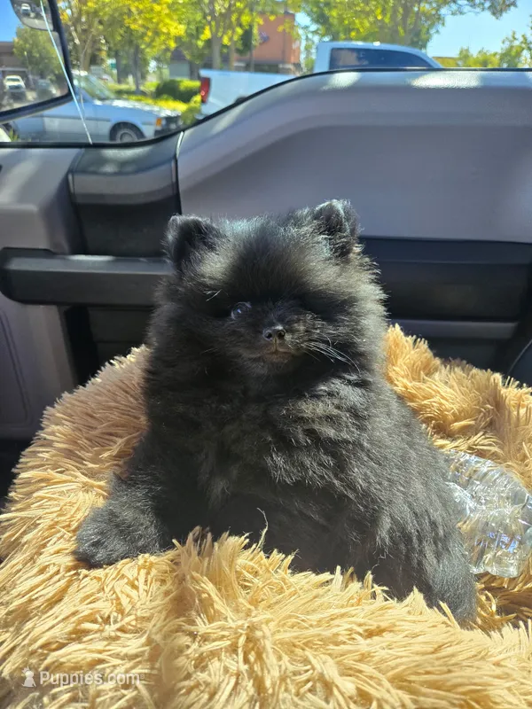 Bandit  – Pomeranian puppy for sale in Napa, CA