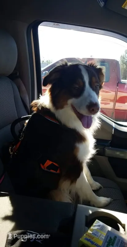 Brandy – Australian Shepherd puppy for sale in Lakeland, GA