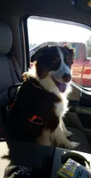 Brandy, a female Australian Shepherd for sale in Lakeland, GA – 1 of 2