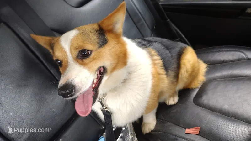 Elvis – Pembroke Welsh Corgi puppy for sale in Lakeland, GA