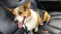 Elvis, a male Pembroke Welsh Corgi for sale in Lakeland, GA – 1 of 1