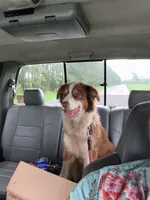 Brandy, a female Australian Shepherd for sale in Lakeland, GA – 2 of 2