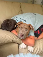 Apolo, a male American Bully and American Pit Bull Terrier for sale in Jasper, IN – 3 of 5