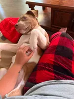 Apolo, a male American Bully and American Pit Bull Terrier for sale in Jasper, IN – 2 of 5