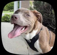 Apolo, a male American Bully and American Pit Bull Terrier for sale in Jasper, IN – 5 of 5