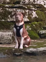 Apolo, a male American Bully and American Pit Bull Terrier for sale in Jasper, IN – 4 of 5