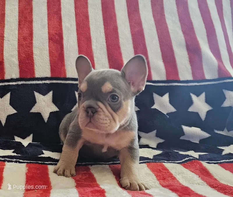 Rockie – French Bulldog puppy for sale in Auburn, CA