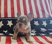 Rockie, a male French Bulldog for sale in Auburn, CA – 1 of 2