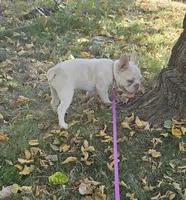 Poppy, a female French Bulldog for sale in Auburn, CA – 2 of 3
