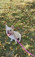 Poppy, a female French Bulldog for sale in Auburn, CA – 3 of 3
