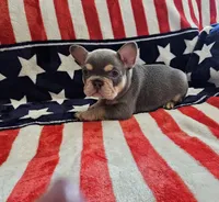 Frankie , a male French Bulldog for sale in Auburn, CA – 2 of 2
