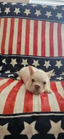 Poppy, a female French Bulldog for sale in Auburn, CA – 2 of 2