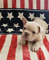 Jr., a male French Bulldog for sale in Auburn, CA – 2 of 2
