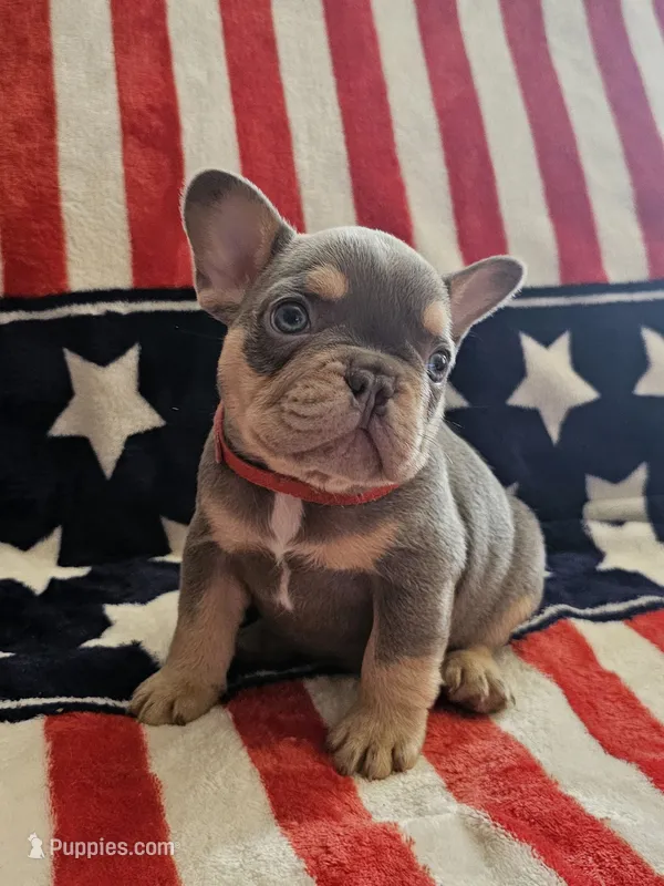 Frankie – French Bulldog puppy for sale in Auburn, CA