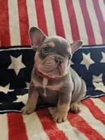 Frankie, a male French Bulldog for sale in Auburn, CA – 1 of 2