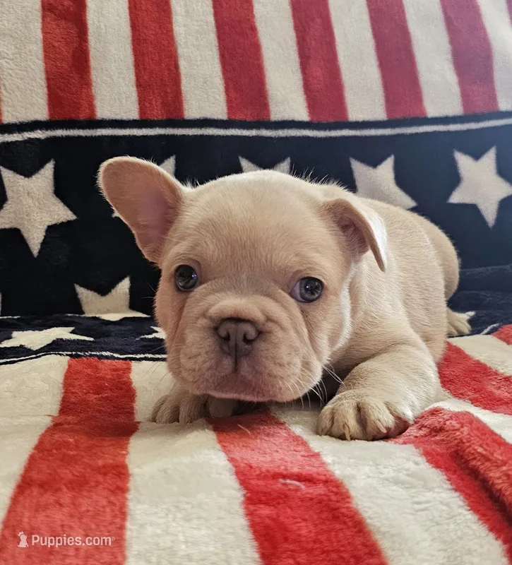 Jr. – French Bulldog puppy for sale in Auburn, CA
