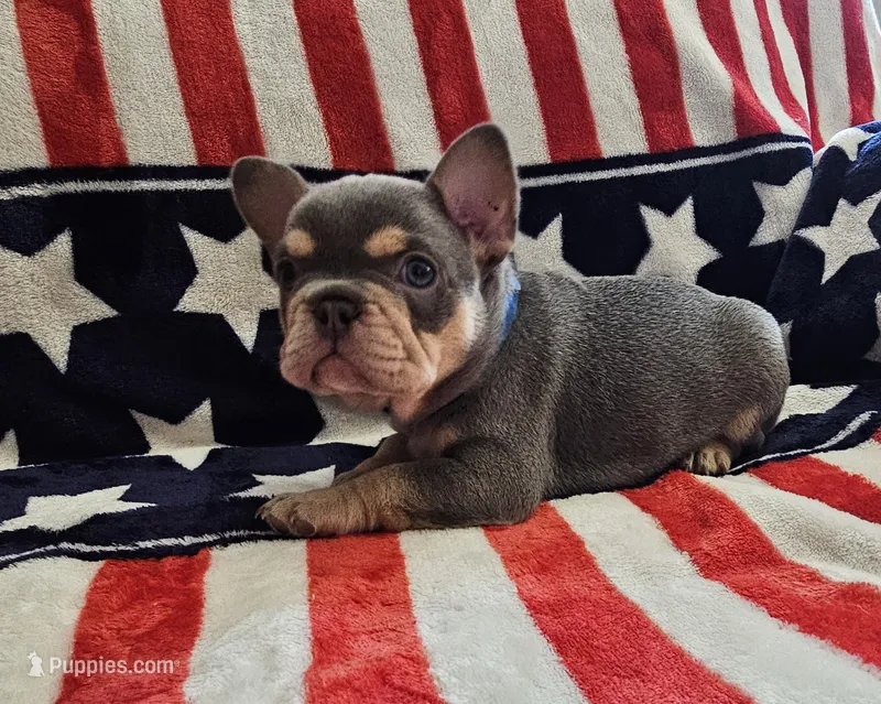 Frankie  – French Bulldog puppy for sale in Auburn, CA