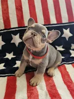 Frankie, a male French Bulldog for sale in Auburn, CA – 2 of 2