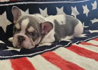 Gary, a male French Bulldog for sale in Auburn, CA – 3 of 3