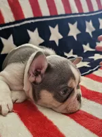 Gary, a male French Bulldog for sale in Auburn, CA – 2 of 3