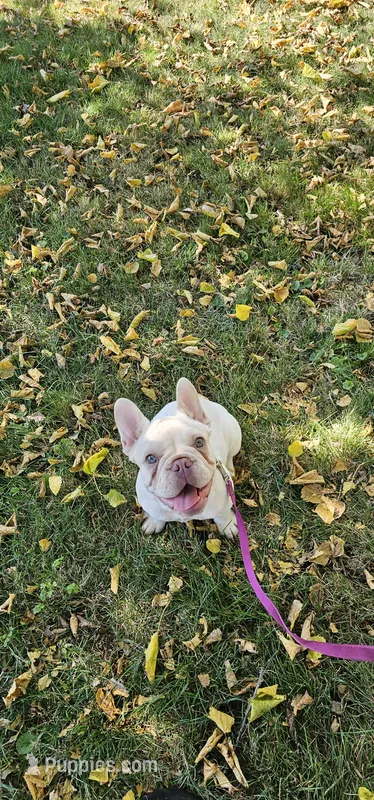 Poppy – French Bulldog puppy for sale in Auburn, CA