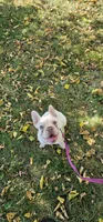 Poppy, a female French Bulldog for sale in Auburn, CA – 1 of 3