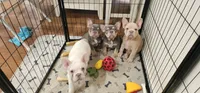 Poppy, a female French Bulldog for sale in Auburn, CA – 3 of 3