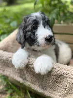 Miss Purple Collar, a female Goldendoodle for sale in Pierson, FL – 2 of 9