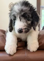 Miss Purple Collar, a female Goldendoodle for sale in Pierson, FL – 5 of 9
