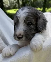 Mr Red, a male Goldendoodle for sale in Pierson, FL – 5 of 7