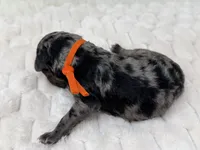 JOY - Orange Collar, a female Goldendoodle and Double Doodle for sale in Pierson, FL – 3 of 4