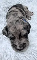 Mr Blue Collar, a male Goldendoodle for sale in Pierson, FL – 5 of 7
