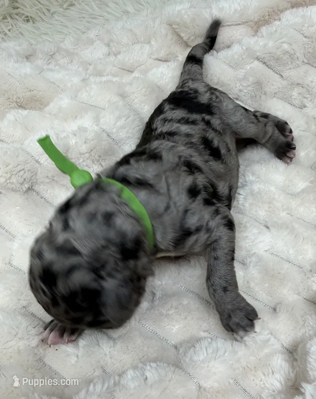 DANCER - Green collar – Goldendoodle, Double Doodle puppy for sale in Pierson, FL