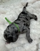 DANCER - Green collar, a male Goldendoodle and Double Doodle for sale in Pierson, FL – 1 of 5