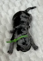 DANCER - Green collar, a male Goldendoodle and Double Doodle for sale in Pierson, FL – 5 of 5