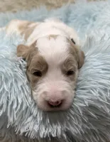 Mr Black Collar, a male Goldendoodle for sale in Pierson, FL – 3 of 7