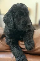 Miss Pink Collar, a female Goldendoodle for sale in Pierson, FL – 6 of 10