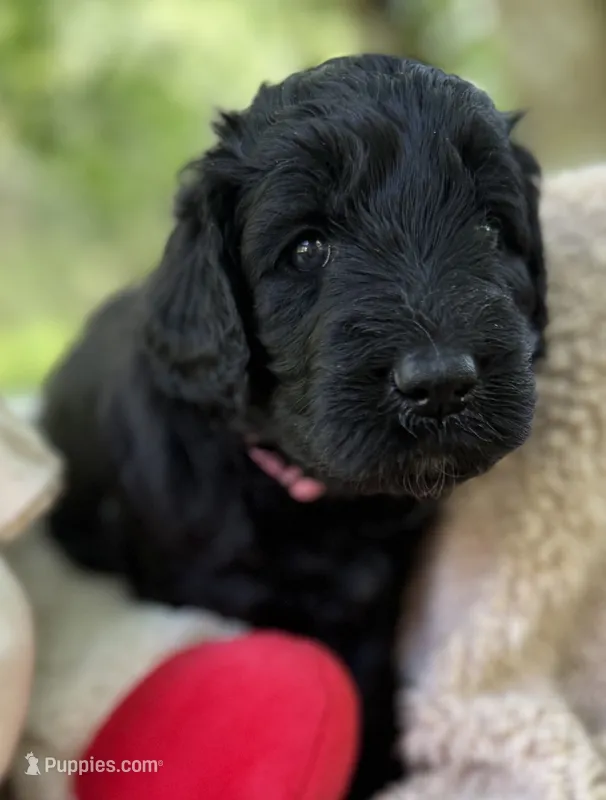 Miss Pink Collar – Goldendoodle puppy for sale in Pierson, FL