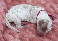 GRACE - Pink Collar, a female Goldendoodle and Double Doodle for sale in Pierson, FL – 4 of 4