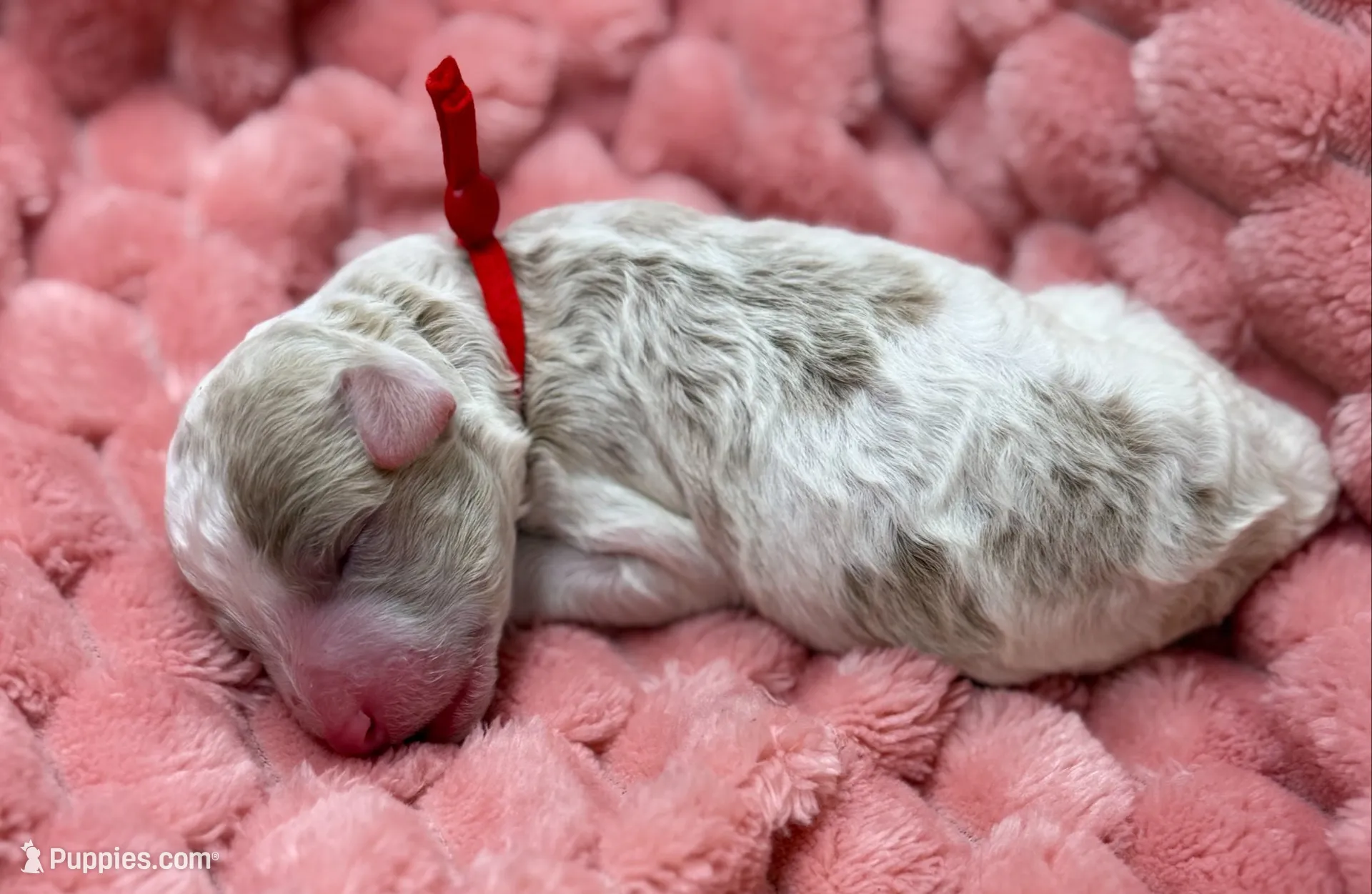 HOPE - Red Collar, a female Goldendoodle and Double Doodle for sale in Pierson, FL – 1 of 4