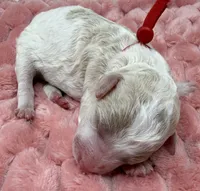 HOPE - Red Collar, a female Goldendoodle and Double Doodle for sale in Pierson, FL – 3 of 4