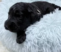 Mr Cream Collar , a male Goldendoodle for sale in Pierson, FL – 4 of 8