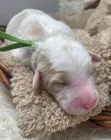 Mr Green, a male Goldendoodle for sale in Pierson, FL – 1 of 4